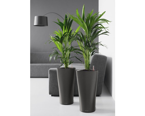 Två krukväxter i planteringskärl i vardagsrummet