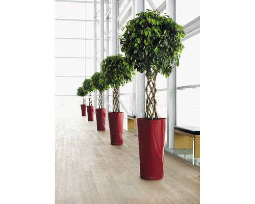 Rad med fikusar med flätad stam i röda krukor i ett ljust rum.