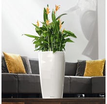 Självvattnande blomkruka LECHUZA Rondo Ø40x75cm vit inkl. substrat