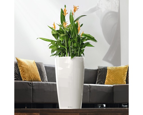 Inomhusväxt med gula blommor i en vit planteringskärl i vardagsrummet