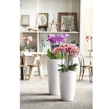 Självvattnande blomkruka LECHUZA Rondo Ø40x75cm vit inkl. substrat
