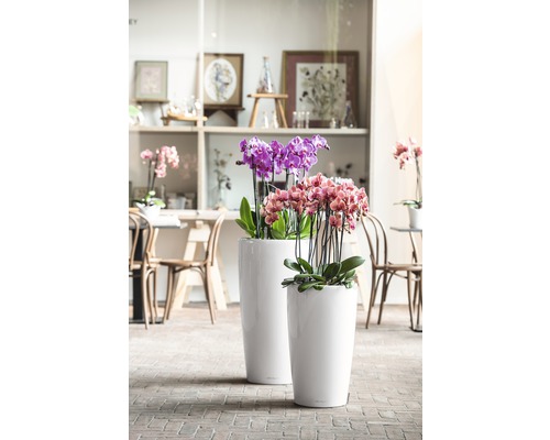 Två smala planteringskärl med orkidéer på golvet