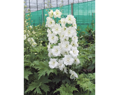 Riddarsporre FLORASELF Delphinium-Cultivars Black Knight 5-60cm co 0,5L