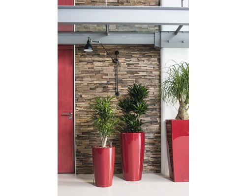Interiör med växter i planteringskärl framför en vägg med stenutseende