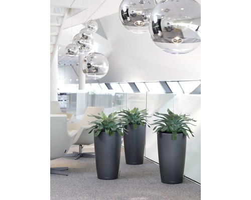 Dekorativa växter i planteringskärl inomhus.