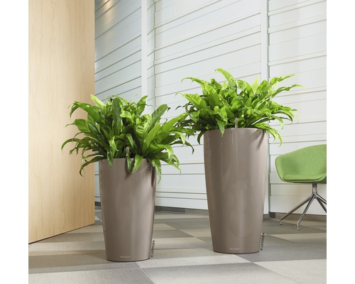Två höga planteringskärl med ormbunkar i ett ljust rum.