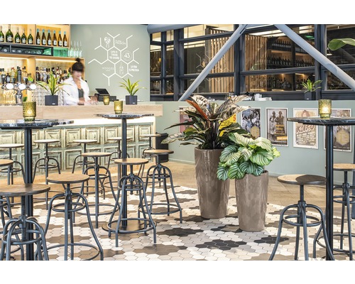 Interiör av en bar med stolar, bord och växter