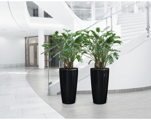 Två Philodendron-växter i svarta krukor i en byggnad med trappor.