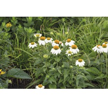 Närbild av vita och gula solhattsblommor i trädgårdsrabatten