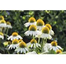 Grupp av blommande solhattsblommor i trädgården