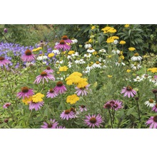 Rosa solhatt FLORASELF Echinacea purpurea Magnus 5-30cm co 0,5L