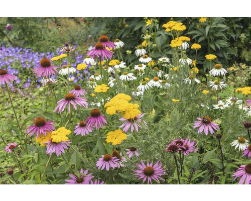 Blomsterrabatt med solhatt, rölleka och andra blommor