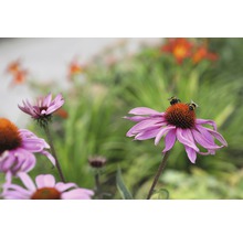 Rosa solhatt FLORASELF Echinacea purpurea Magnus 5-30cm co 0,5L