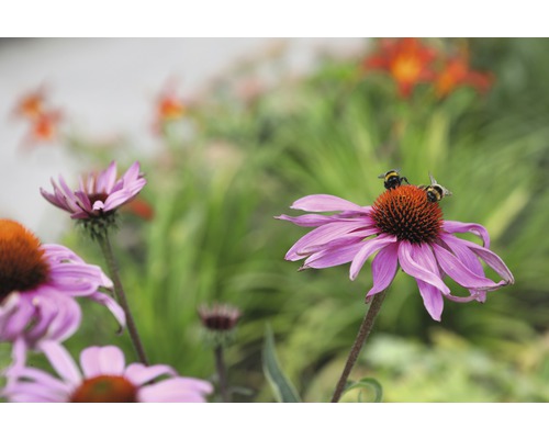 Närbild av röd solhattsblommor med humlor