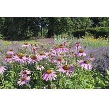 Trädgård med blommande Echinacea växter
