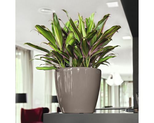 Dracena i planteringskärl för inomhusbruk