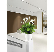 Självvattnande blomkruka LECHUZA Classico LS plast Ø28x26cm vit inkl. substrat