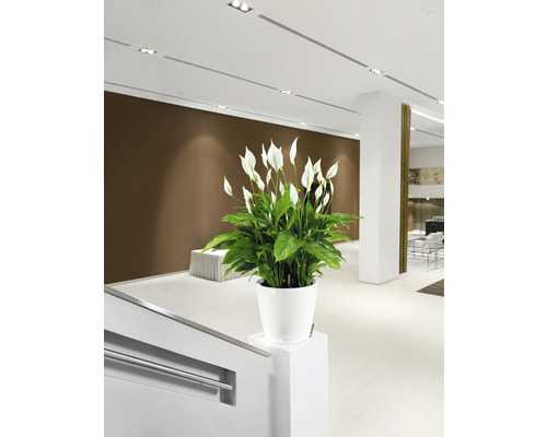 Inredningsvy med fredskalla i en vit kruka