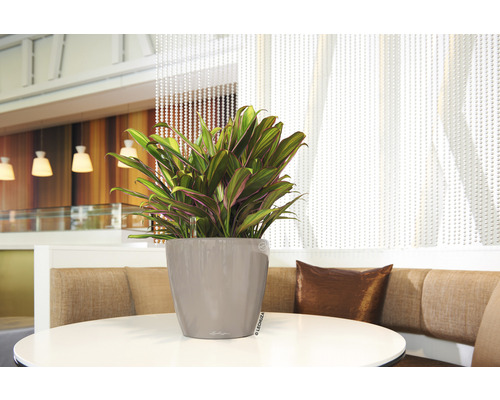 Cordyline krukväxt i en grå kruka på ett runt bord