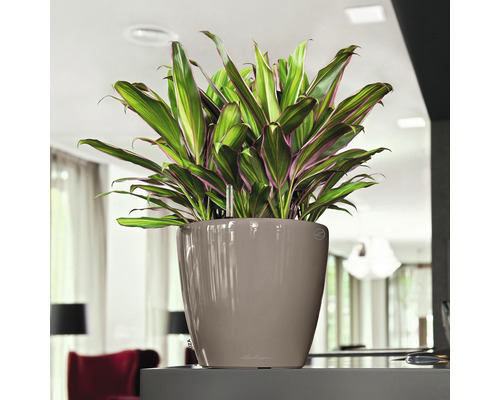 Inomhusväxt i planteringskärl