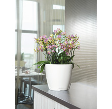 Självvattnande blomkruka LECHUZA Classico LS plast Ø35x33cm vit inkl. substrat