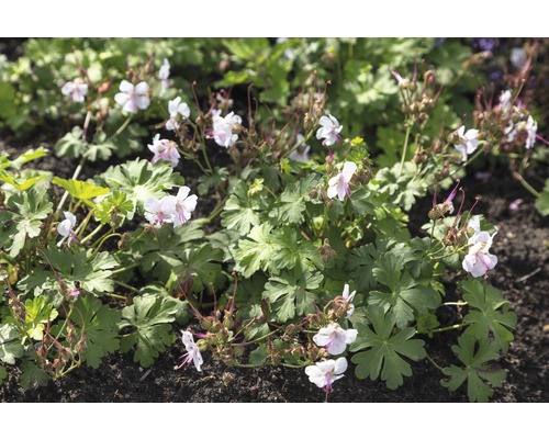 Blommande älvblomma i trädgårdsrabatt