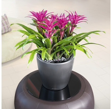 Bromelia i en kruka på en pall