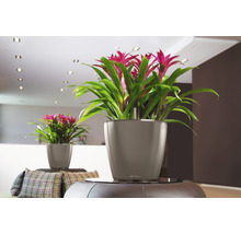 Två bromelior i Lechuza-krukor i ett vardagsrum.