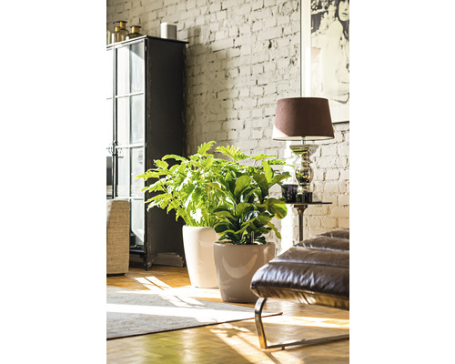 Två krukväxter i krukor i ett ljust vardagsrum med tegelvägg