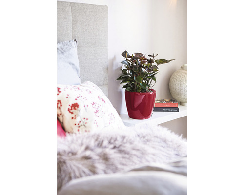 Dekorativt sovrum med anthurium i röd prydnadskruka på en hylla
