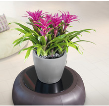 Bromelia i en grå planteringskärl på en brun pall