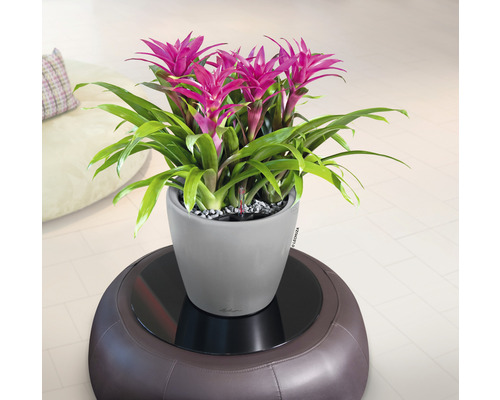 Bromelia i en grå planteringskärl på en brun pall
