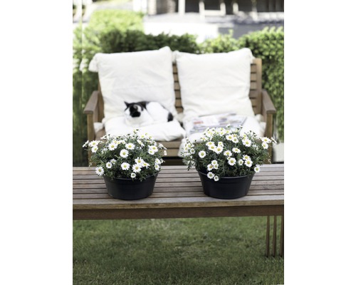 Trädgårdsbänk med två prästkragar i krukor, kuddar och en katt