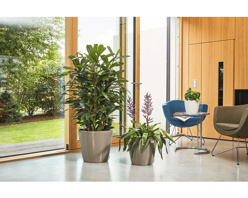 Två krukväxter i krukor på golvet framför ett fönster.