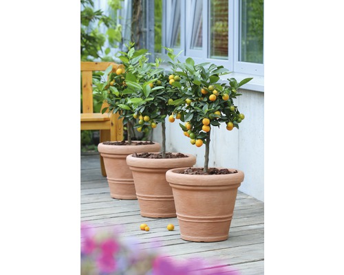 Tre kumquat-träd i terrakottakrukor på en terrass framför ett hus.