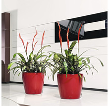 Självvattnande blomkruka LECHUZA Classico LS plast Ø43x40cm röd inkl. substrat