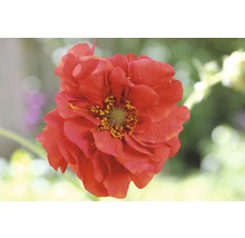 Praktnejlikrot FLORASELF Geum chiloense Mrs Bradshaw 10-20cm co 0,5L