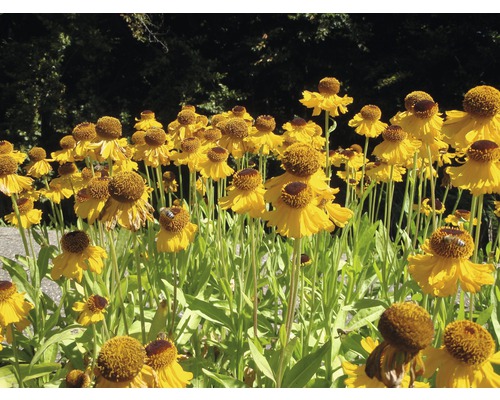 Gula solbrud blommor i en rabatt