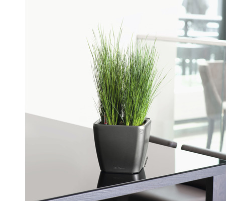 Grästuvor i en fyrkantig planteringslåda på ett bord