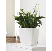 Spathiphyllum krukväxt i vit kruka