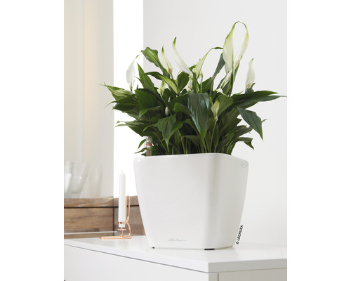 Spathiphyllum krukväxt i vit kruka