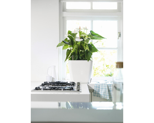 Interiörscen med anthurium i vit kruka på en köksbänk