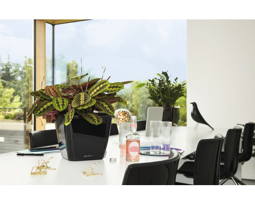 Böneväxt i svart planteringskärl på ett bord