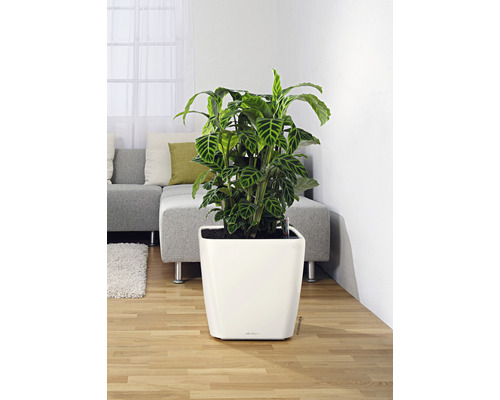 Inomhusväxt i vit kruka i vardagsrum