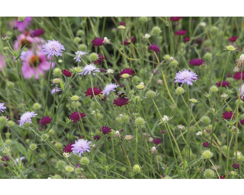 Blomsteräng med olika Scabiosa-blommor och en humla
