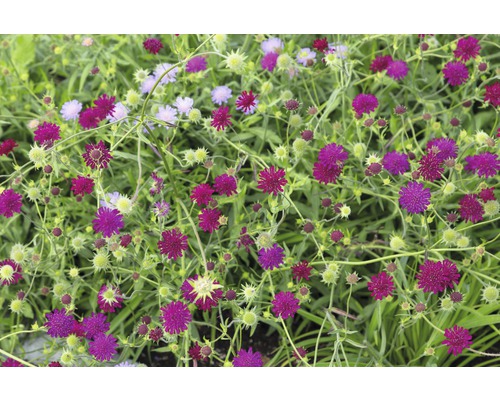 Närbild av en blodtoppsådd med purpurröda blommor