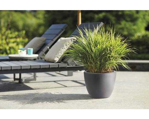 Uteplats med solstolar och prydnadsgräs i kruka