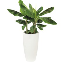 Bananplanta i kruka för inomhusbruk