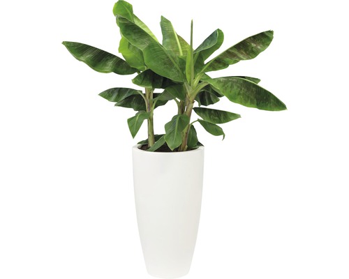 Bananplanta i kruka för inomhusbruk