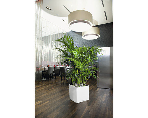 Interiör med Kentiapalm i vit planteringslåda under lampor